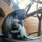 ZOO Plzeň - guaréza